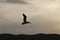 Pelicans saying goodbye at sunset