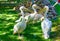 Pelicans at Sea Garden zoo Varna Bulgaria