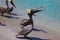 Pelicans on the sea shore on the beach Varadero, Cuba.