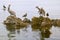 Pelicans and seabirds on rocks