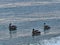 Pelicans seabirds on water