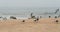 Pelicans and seagulls on the beach in an overcast foggy day