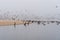 Pelicans and seagulls on the beach in an overcast foggy day, CA