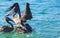 Pelicans and seagulls birds fight over food Puerto Escondido Mexico