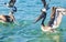 Pelicans and seagulls birds fight over food Puerto Escondido Mexico