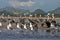 Pelicans and seagulls on a sandbar