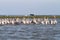 Pelicans in shallow water