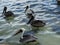 Pelicans at the shallow waters of Belize