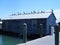 Pelicans on shed roof