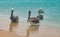 Pelicans in the shore of a beach in Guajira, Cabo de la Vela, Colombia