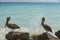 Pelicans sitting on rock. Turquoise water and blue sky background. Caribbean. Aruba.