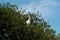 Pelicans sitting on trees in Celestun, Mexico - Mexican rainforest (popular travel destination