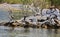 Pelicans and Snowy Egret on Rock Jetty