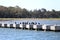 Pelicans soaking up the sun on Hilton Head Island, South Carolina