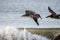 Pelicans soaring over crashing ocean waves
