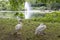 Pelicans in St. James Park, London, England