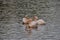 Pelicans in St James`s Park lake, London