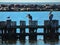 Pelicans Standing on the Pilings