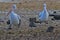 Pelicans strolling along the sandy beach shoreline