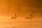 Pelicans at sunrise in the Danube Delta Biosphere Reserve in Romania.