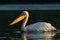 Pelicans at sunrise in the Danube Delta Biosphere Reserve in Romania.