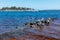 Pelicans swim on the Swan River in Perth Western Australia