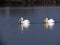 Pelicans swimming in Hula Lake Israel