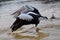 Pelicans Taking Flight:Moore River, Western Australia