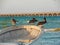 Pelicans taking a rest in a boat at Progreso beach, Yucatan, Mexico