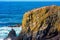 Pelicans on top of a rock in Newport Oregon USA