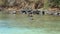 Pelicans at Trunk Bay in St John