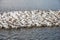 Pelicans at University lake in Baton Rouge, Louisiana