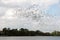 Pelicans at University lake in Baton Rouge, Louisiana