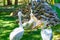 Pelicans and visitors at Sea Garden zoo Varna Bulgaria