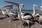 Pelicans waiting to get feed in australia