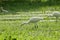 Pelicans are walking on the lawn wetlands.