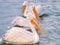 Pelicans in water