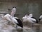 Pelicans in water South Australia.  Wildlife photography. Birds by water, river, lake, sea