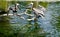 Pelicans in a Waterbird Exhibit