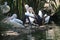Pelicans, a wildlife tour in Ragunan