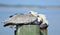 Pelicans on wooden posts