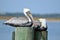 Pelicans on wooden posts