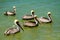 pelicans YucatÃ¡n peninsula in southeastern mexico