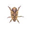 Pelidnota punctata - the grapevine beetle, spotted June beetle or spotted pelidnota - isolated on white background bottom ventral