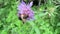 Pellucid Fly on field scabious flower. European alps.