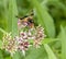 Pellucid Fly on flower