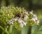 Pellucid Fly on flower