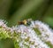 Pellucid Fly on flower