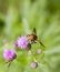 Pellucid Fly on flower