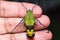 Pellucid hawk moth